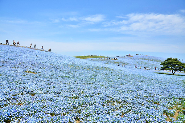 450万朵粉蝶花海好梦幻花天一色日立海滨公园
