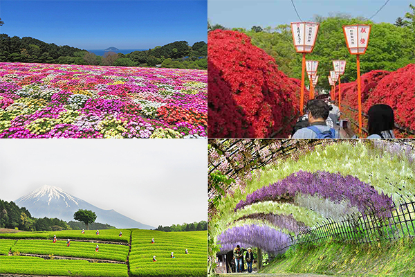梦幻美景连当地人都赞叹日本春日五大绝景