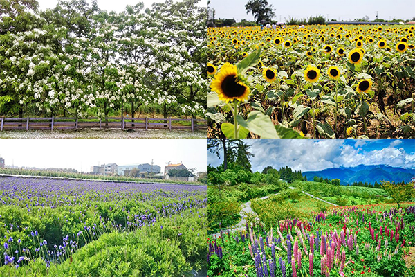 四季都有花海可赏全台五大花海农场