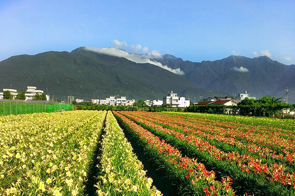 粉色金针花海盛开秘境花田园区免费参观