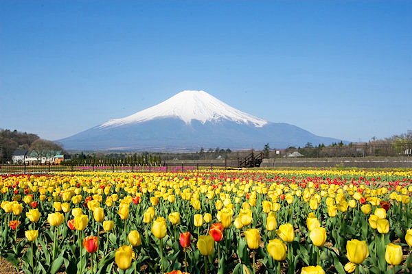 必访多彩广角花毯日本六大郁金香景点