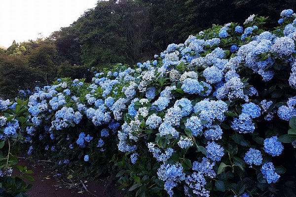 阳明山浪漫绣球花海梦幻花墙期间限定打卡热点
