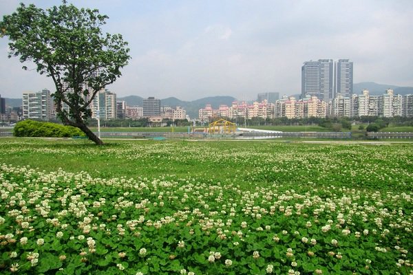 白色花海宛如雪景三大免费赏花景点