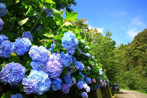 杉林溪绣球花季爆炸秘境花园赏花好去处