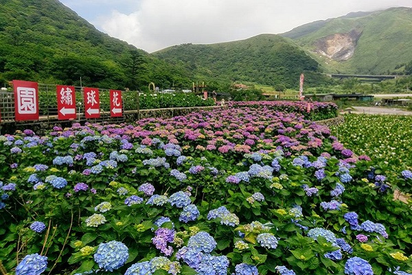 赏完海芋赏绣球花阳明山绣球花七大景点