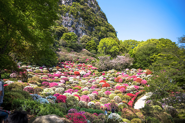 三大花海一次赏！御船山乐园花季宛如山水画