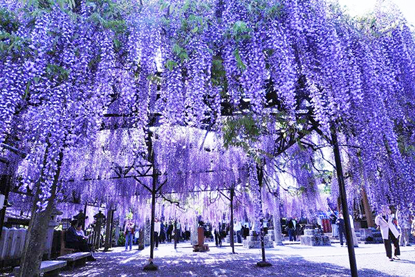 大片紫藤瀑布不输足利公园闻名日本大藤祭典