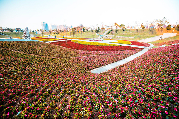 大片缤纷花海公园都市赏花打卡新热点