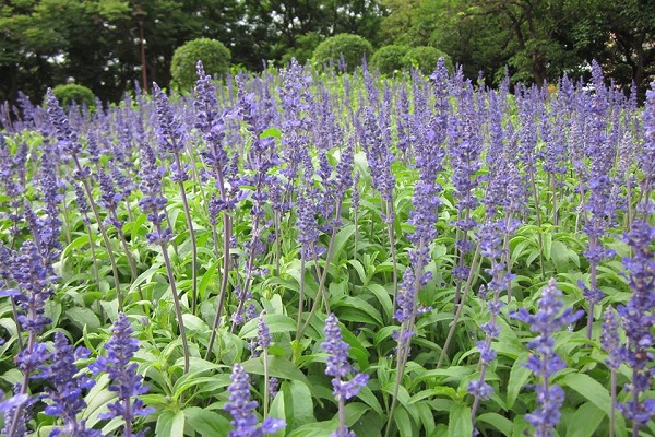 都市限定紫色花海粉萼鼠尾草浪漫绽放