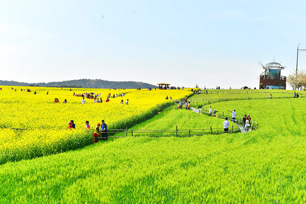 一望无际麦田美景鬼怪场景青麦田节登场