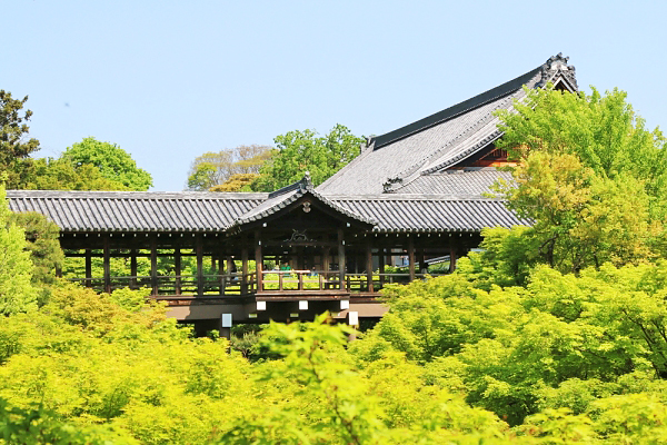 美景不输红叶！京都四大青枫绝景