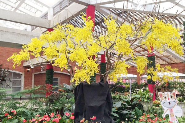 都市赏花新热点！士林官邸兰花展登场