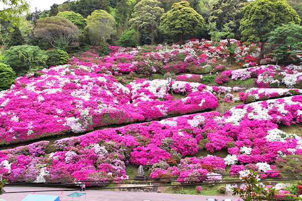 杜鹃花海覆盖山林！日本梦幻赏花神社