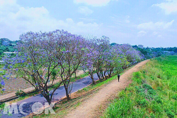 蓝紫花海秘境好浪漫！全台唯一蓝花楹隧道