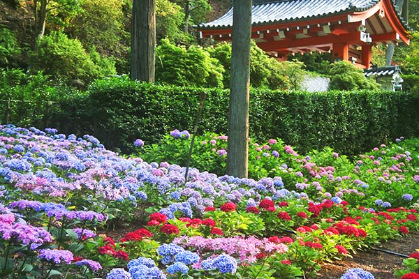 万株绣球花海好浪漫！京都第一紫阳花名所