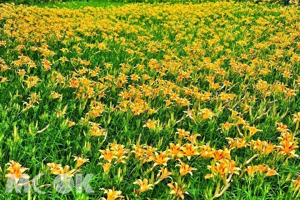 金针花海悄然绽放大片金黄花毯打卡必拍