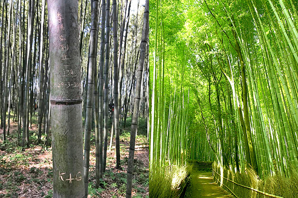 岚山竹林遭破坏！各国刻字留造访纪录