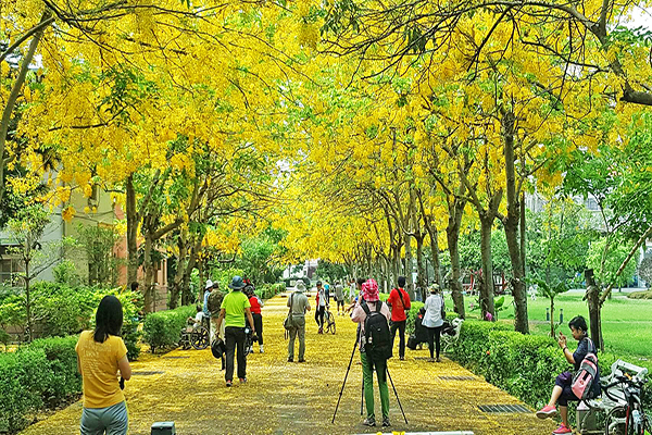 黄金雨花海初夏必赏！阿勃勒五大赏花景点