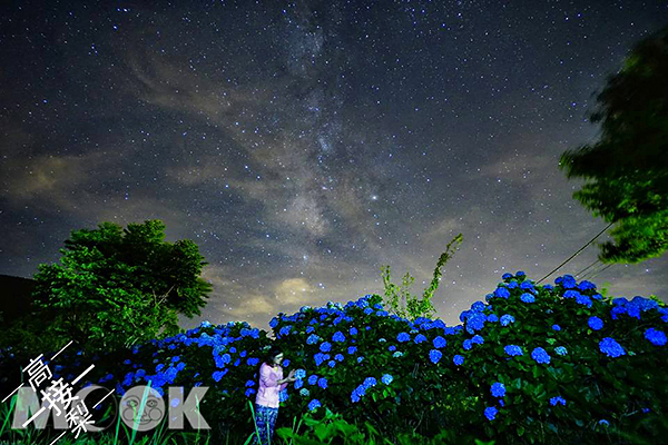 夜赏缤纷绣球花墙！IG花海控必赏名所