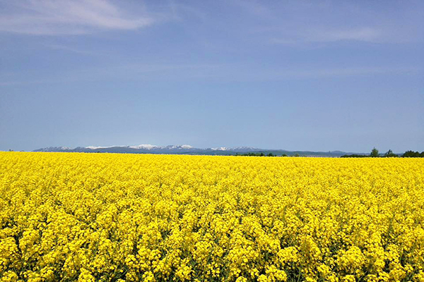 金黄花海大景好浪漫！泷川市油菜花田