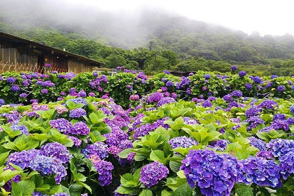 绣球花海引发车潮竹子湖假日交管情报