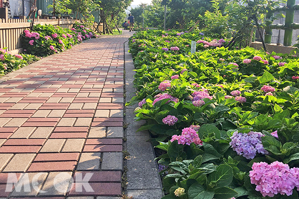 千株绣球花步道都市免费赏花新热点