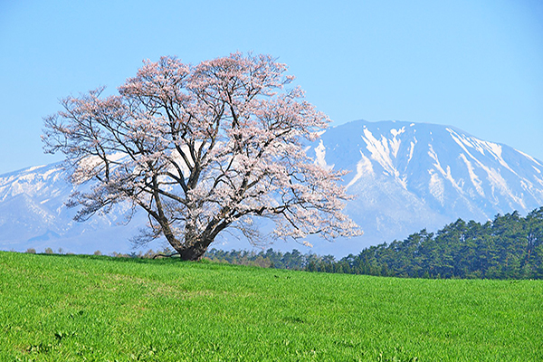 一棵樱花树闻名全国！日本最大百年牧场