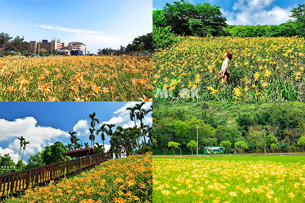 金黄花海盛开！全台六大金针花景点