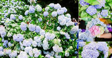 【亲子旅游】阳明山赏花去：高家绣球花田