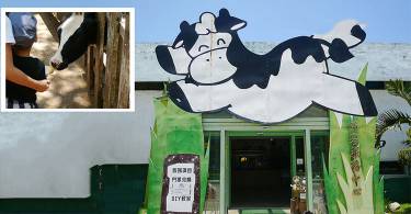 【亲子旅游】烤肉放风玩DIY，鲜奶牧场新体验