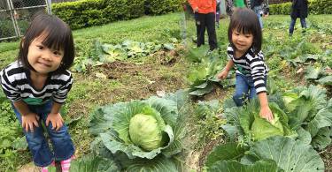 都市小孩拔菜趣！台大农场体验