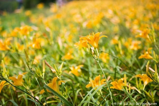【北海岸 】金针花海盛开中 三芝景点 芝柏山庄 牧蜂农场