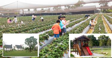 露营顺便采草莓蔬果：水玉妮光花园露营