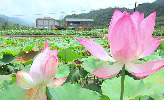 【亲子旅游】一起采莲去!全台五大赏荷景点