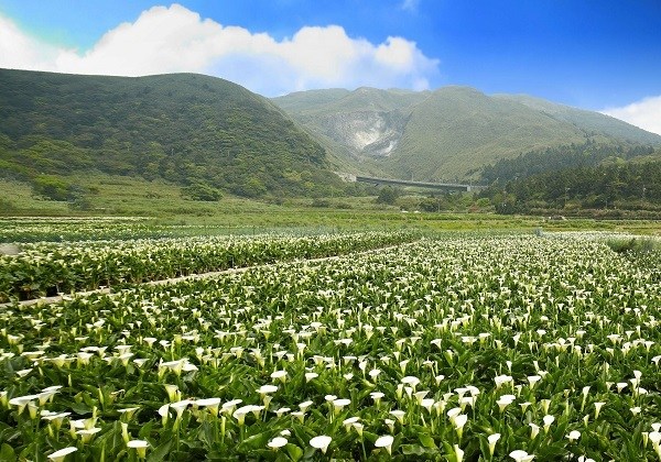 抢拍浪漫海芋花海!阳明山&桃园赏花攻略