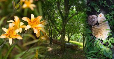 【亲子旅游】金针花海盛开中：三芝牧蜂农场
