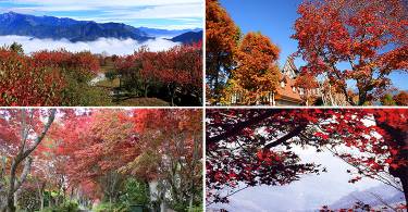 2017赏枫季节快到啦！十大台湾赏枫景点报你知