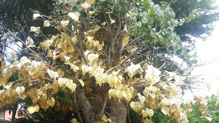 【游记分享】曼谷最高在哪里？原来在金山寺