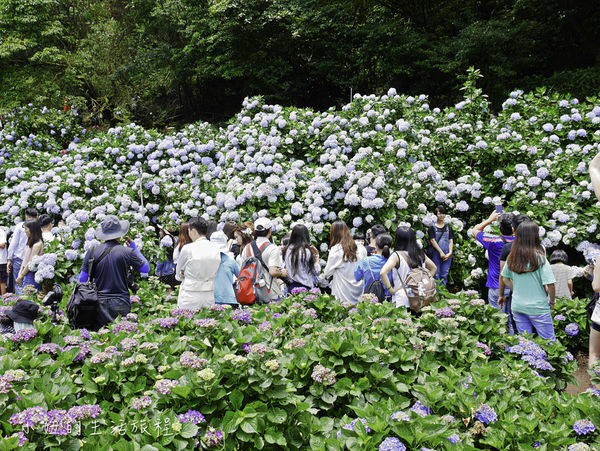 阳明山绣球花，高家绣球花田