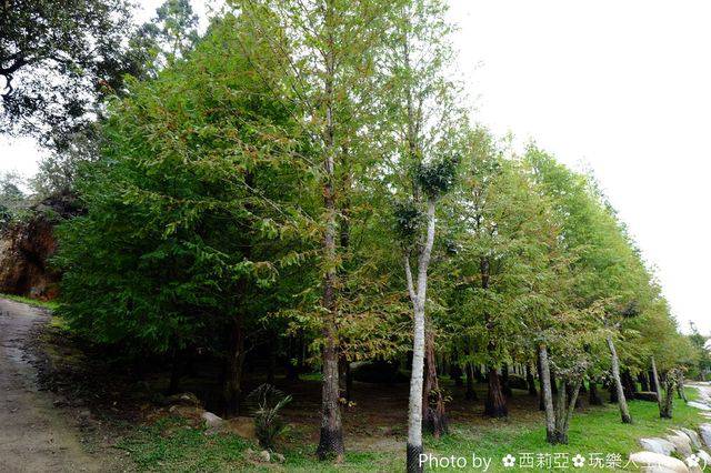 【景点】赏秋意免出国!杉林溪水杉黄