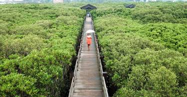 【亲子旅游】壮观的大自然教室：红毛港红树林生态游憩区