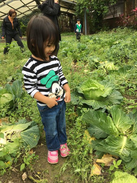 都市小孩拔菜趣！台大农场体验