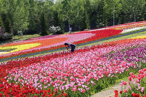 无边际彩虹花毯太梦幻北海道郁金香花海绽放