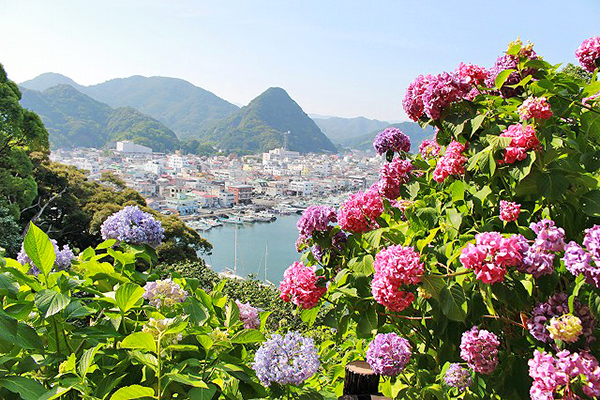 300万绣球花海好壮观！超广角视野空中花园