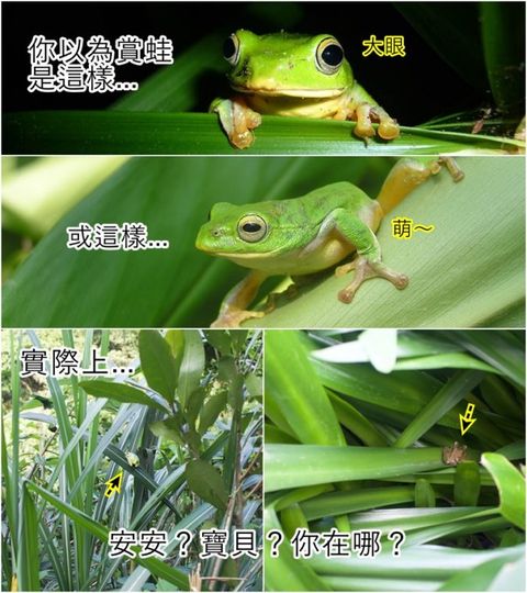 【台北亲子】赏蛙趣！阿里磅生态农场导览+夜观行程