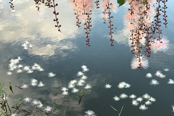 河上飘流雪花奇景！宜兰穗花棋盘脚梦幻盛开