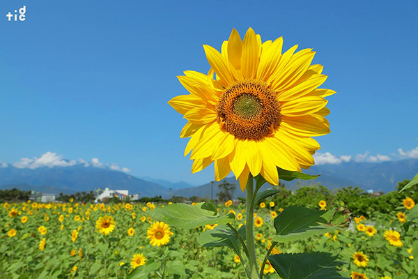万株金黄花海免费采！向日葵农场赏花一日游