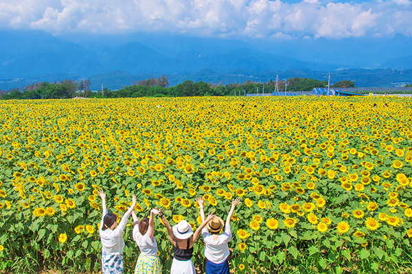 超广角金黄花海！日本五大向日葵节