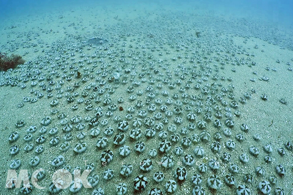 万只海胆大迁徙！垦丁惊现海洋奇景
