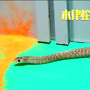 原来雄黄并不能驱蛇，这两样东西驱蛇效果才有效